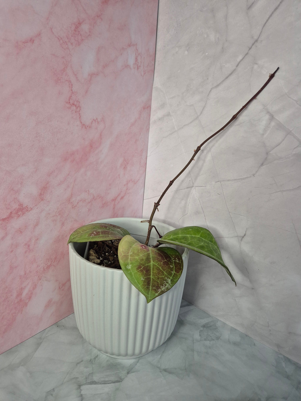 Hoya Sarawak Cream #1