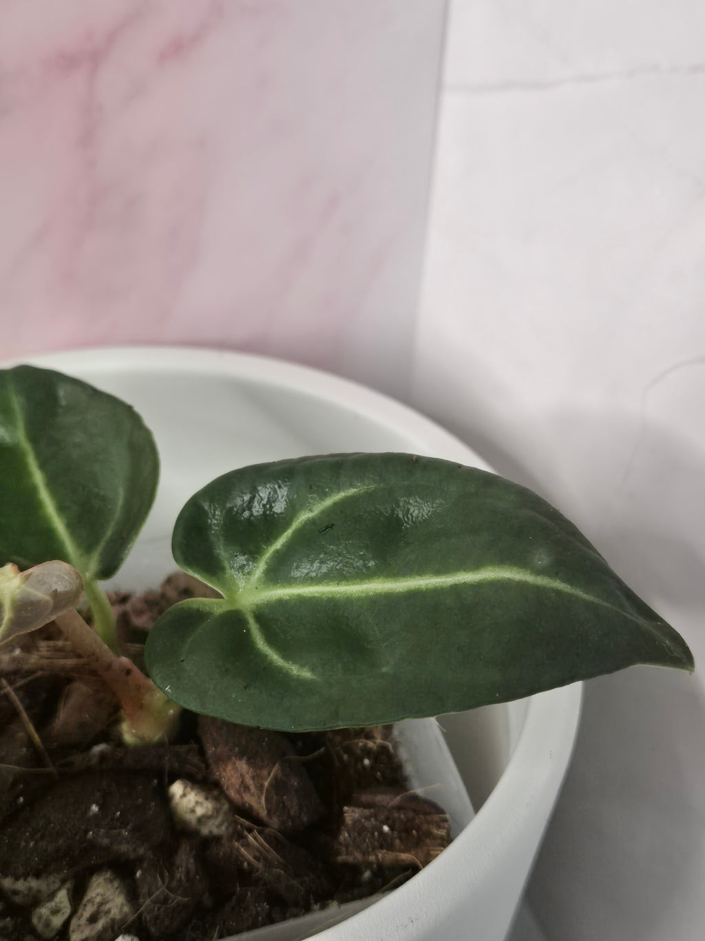 Anthurium Regale #13