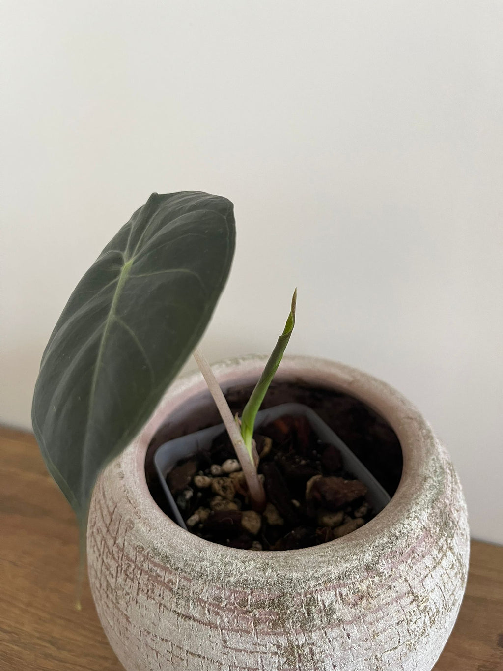 Alocasia Pink Dragon #3