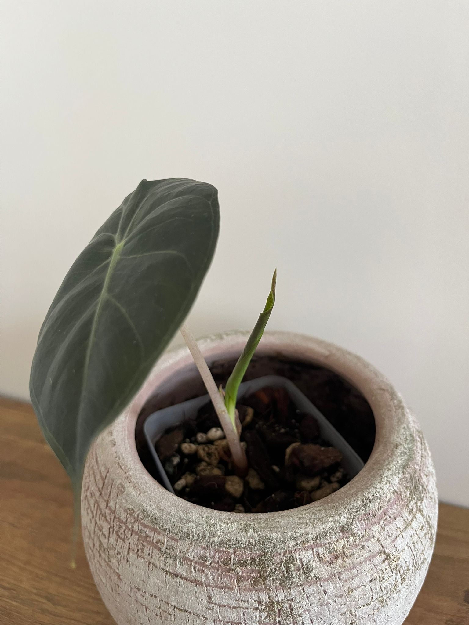 Alocasia Pink Dragon #3