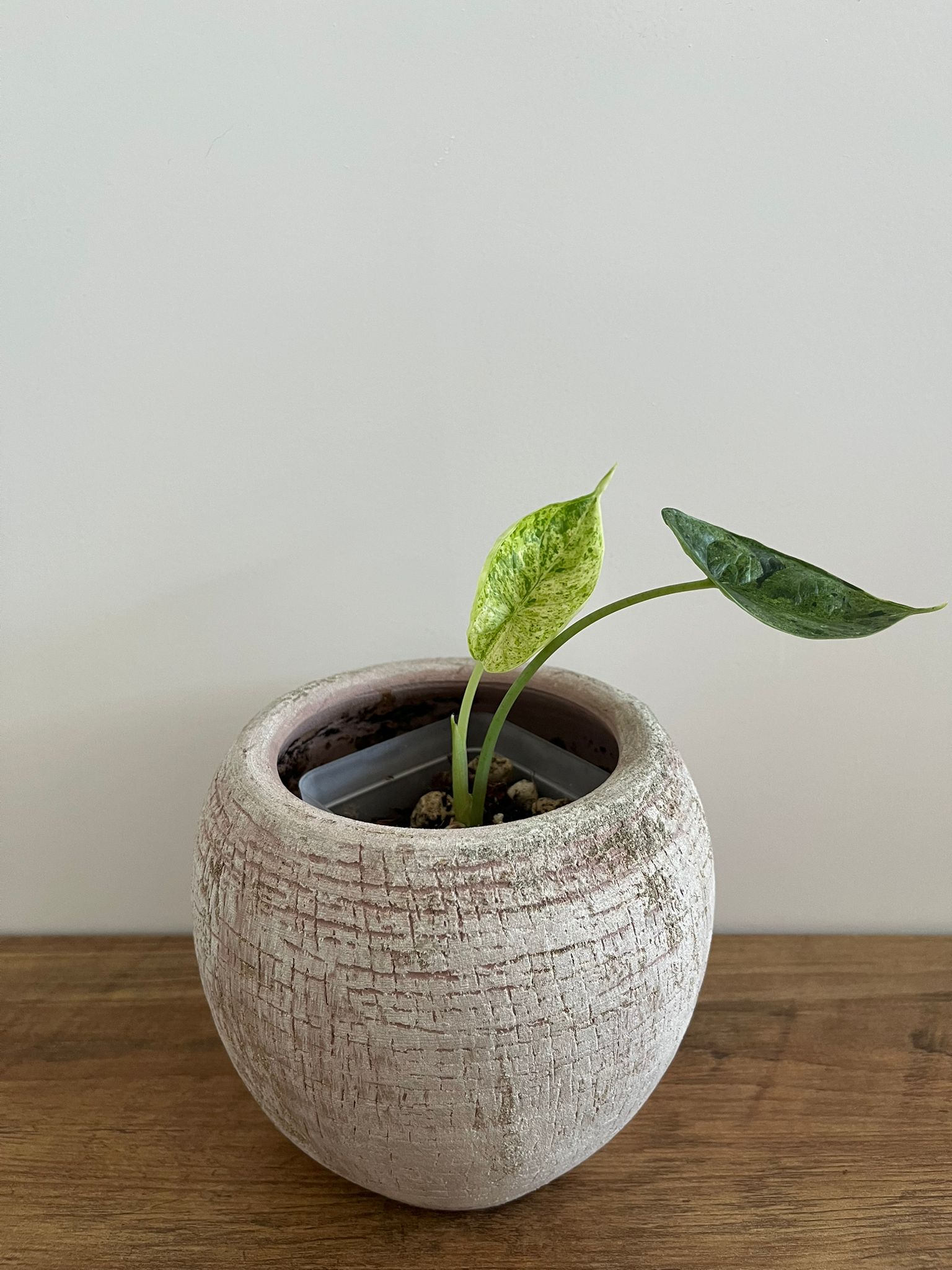 Alocasia Dragon Scale Mint #8