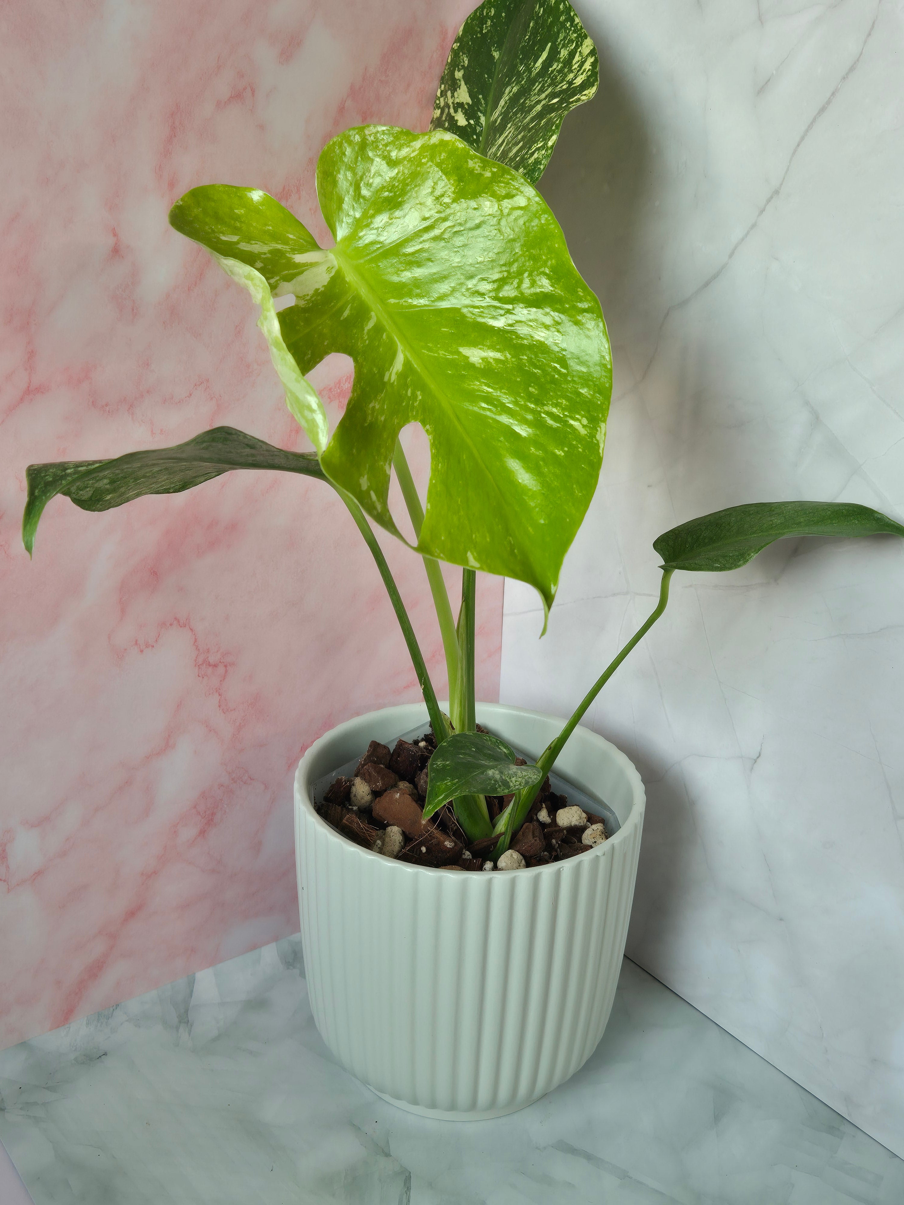 Monstera Mint #2