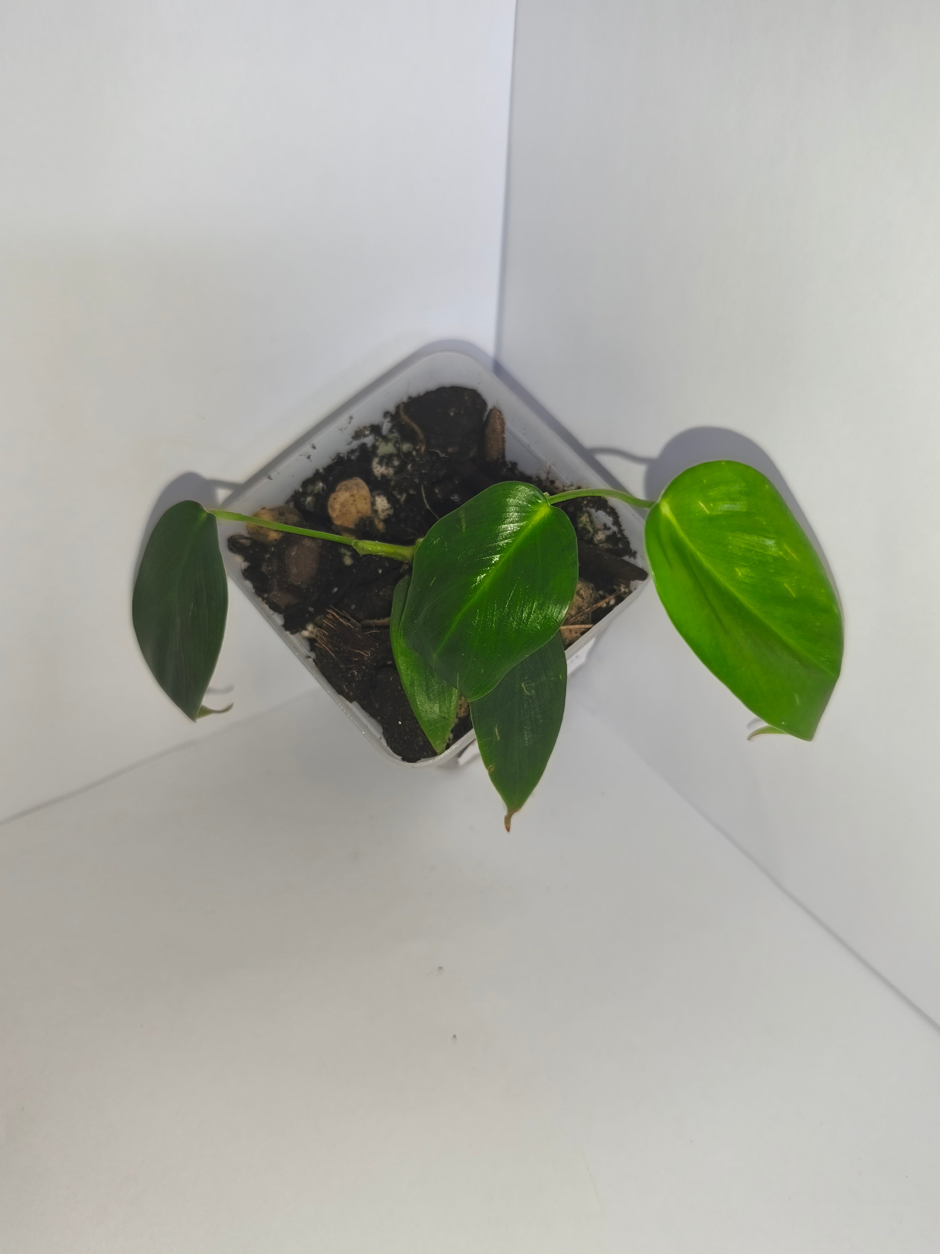 Philodendron Patriciae #1