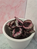 Begonia Red Heart #2