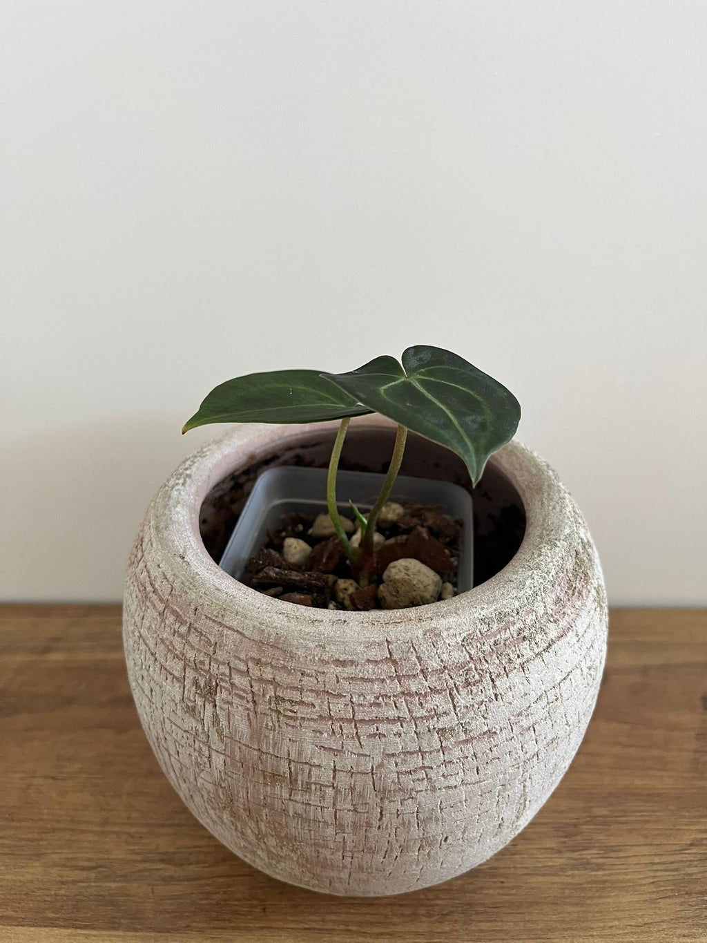 Anthurium Crystallinum #1
