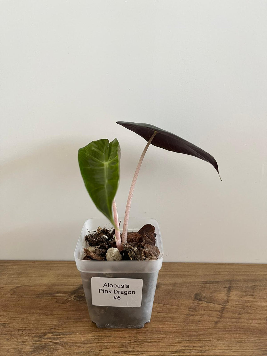 Alocasia Pink Dragon #6