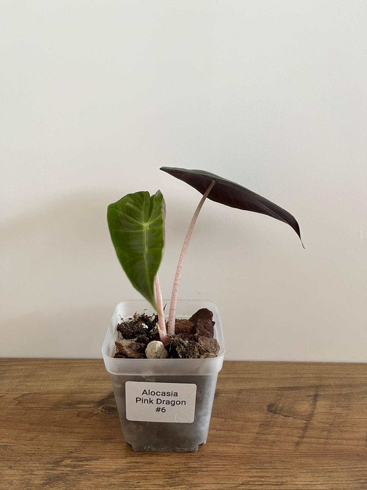 Alocasia Pink Dragon #6