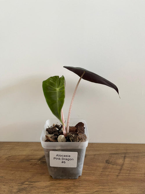 Alocasia Pink Dragon #6