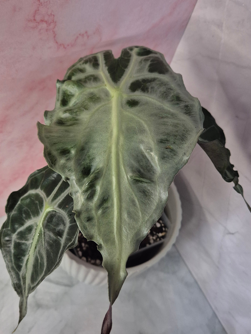 Alocasia Venom #2