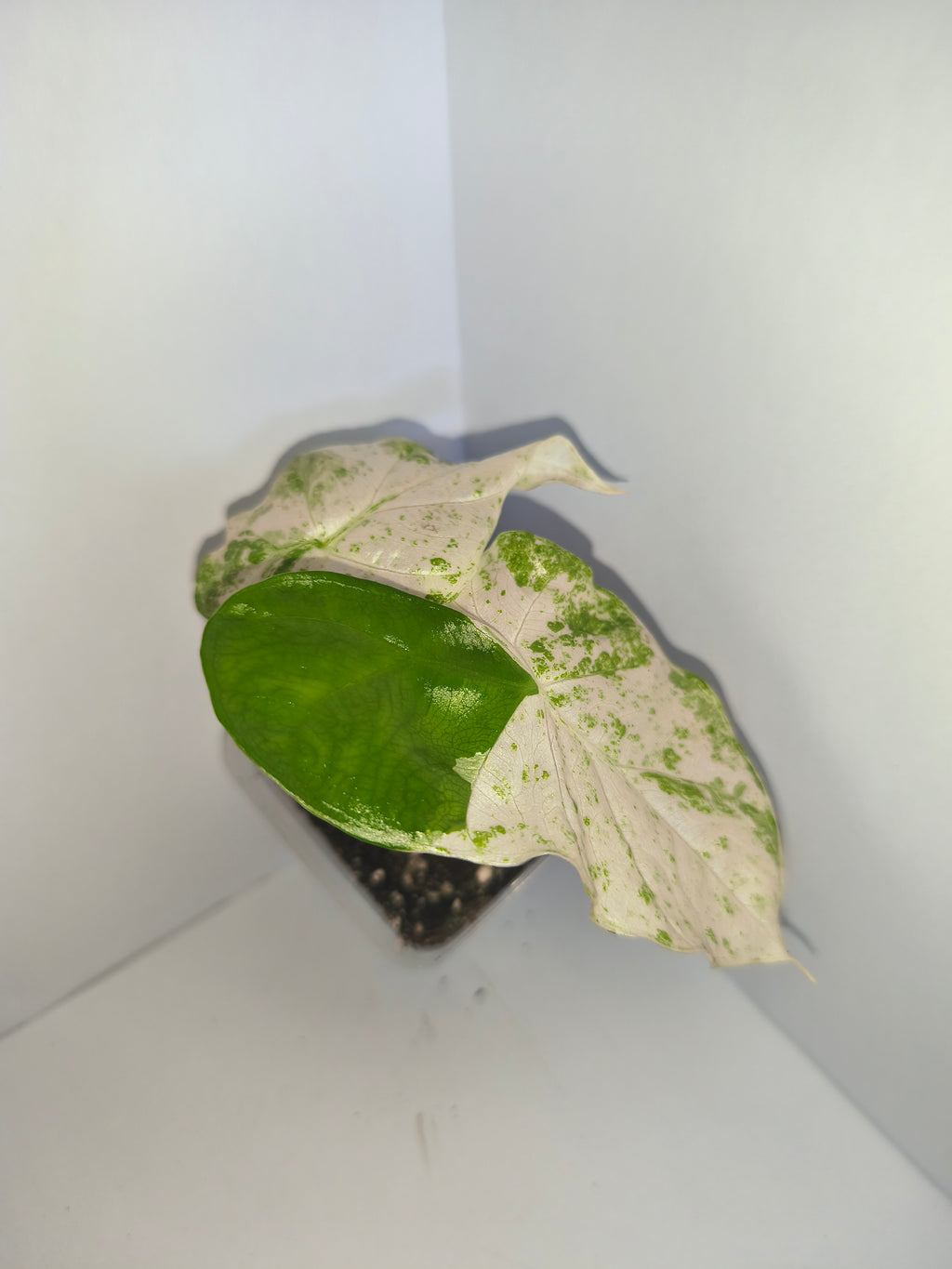 Alocasia Macrorrhiza splash #6