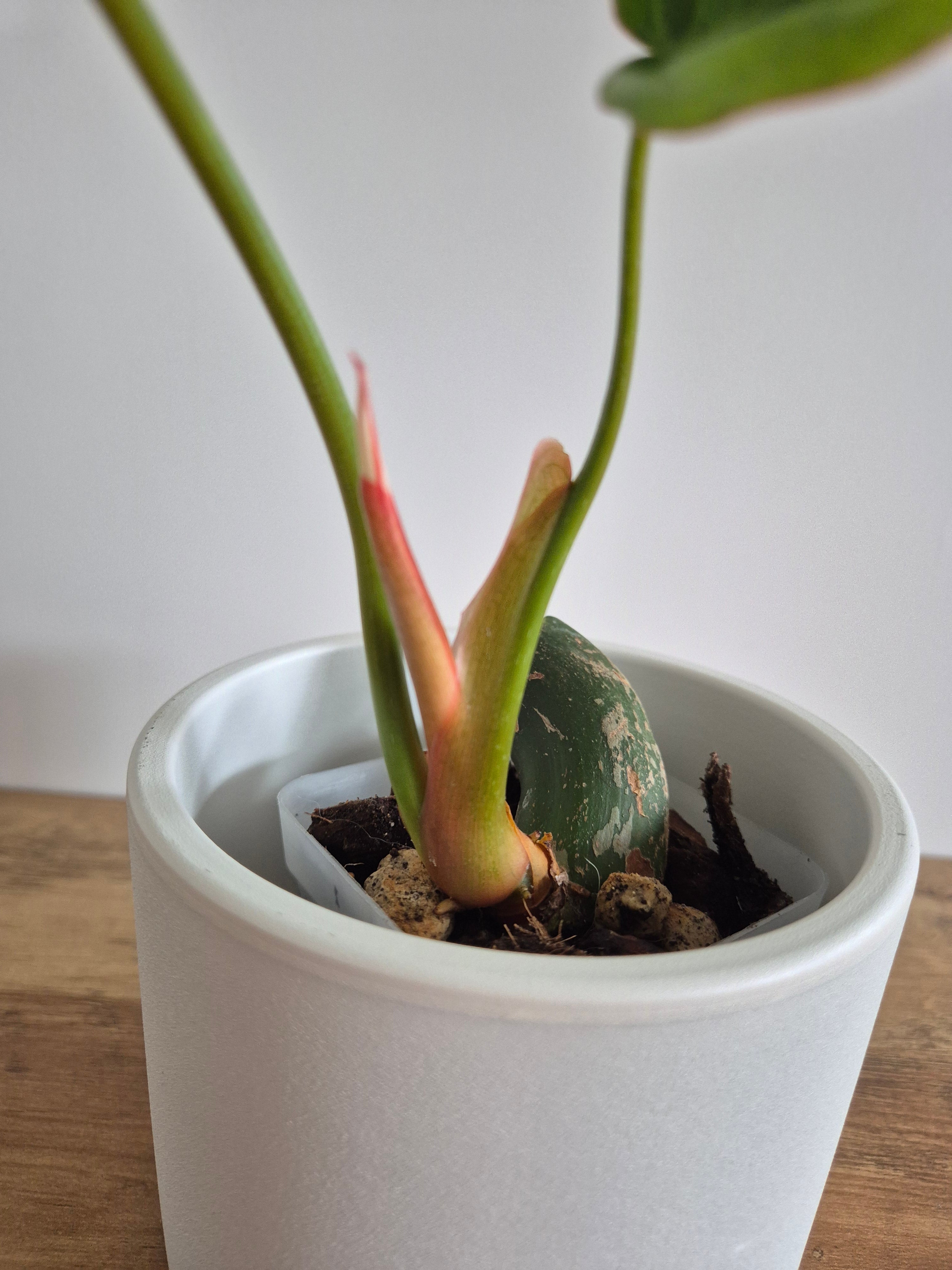 Philodendron McDowell #1