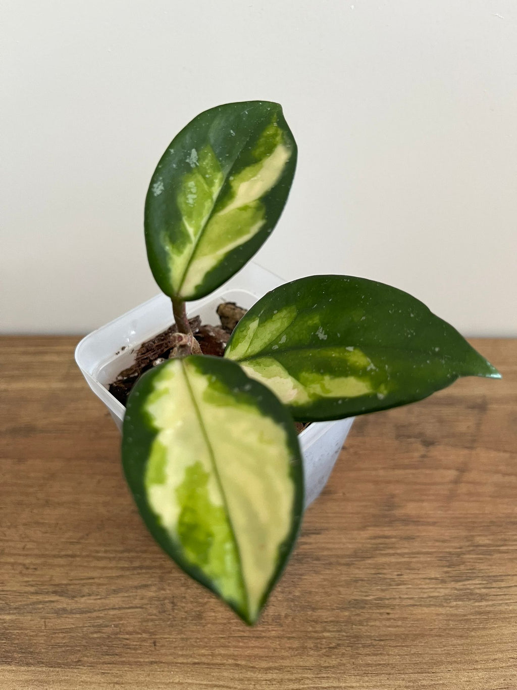 Hoya Carnosa Krimson Princess #1