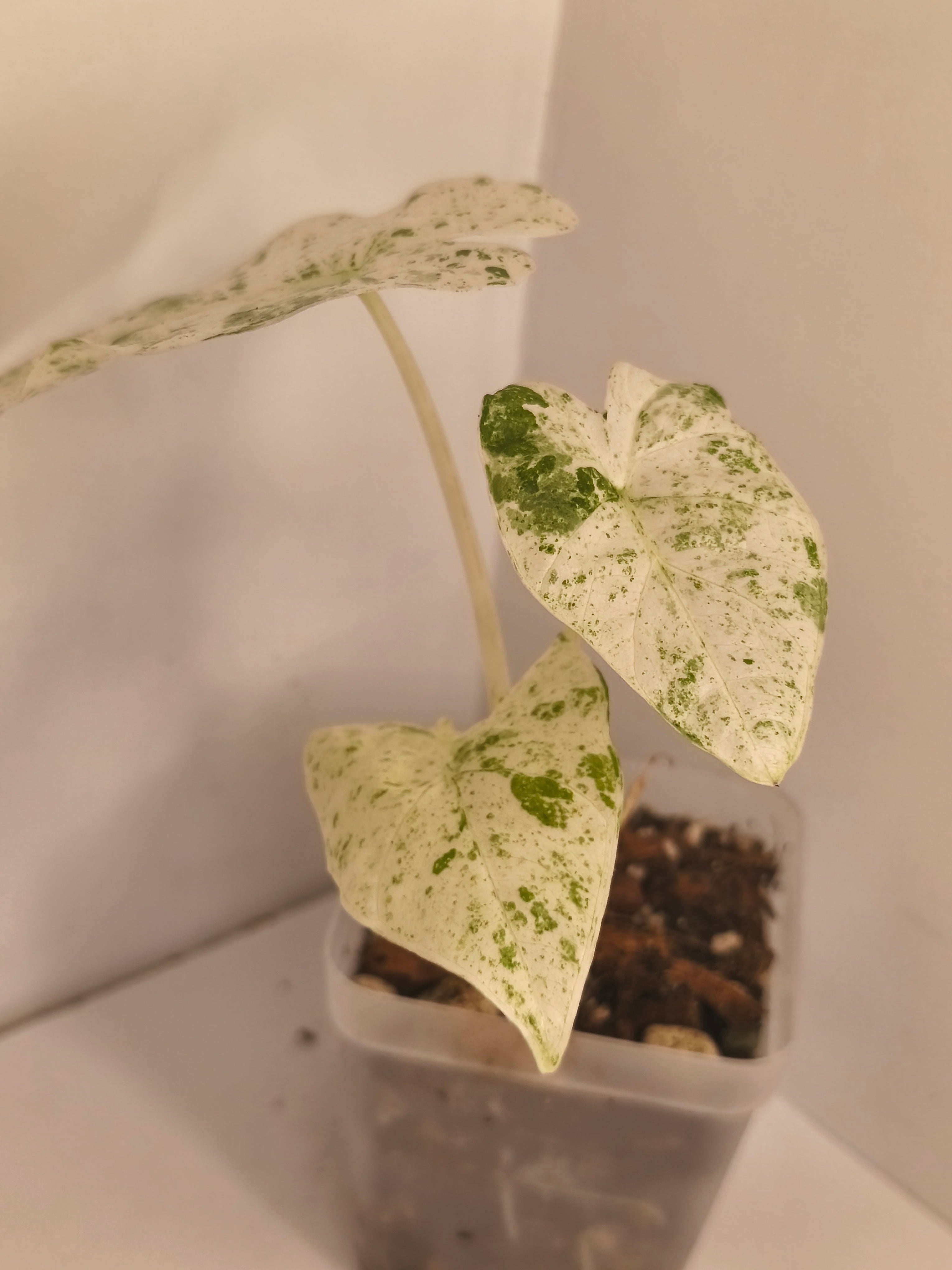 Alocasia Macrorrhiza Splash #7