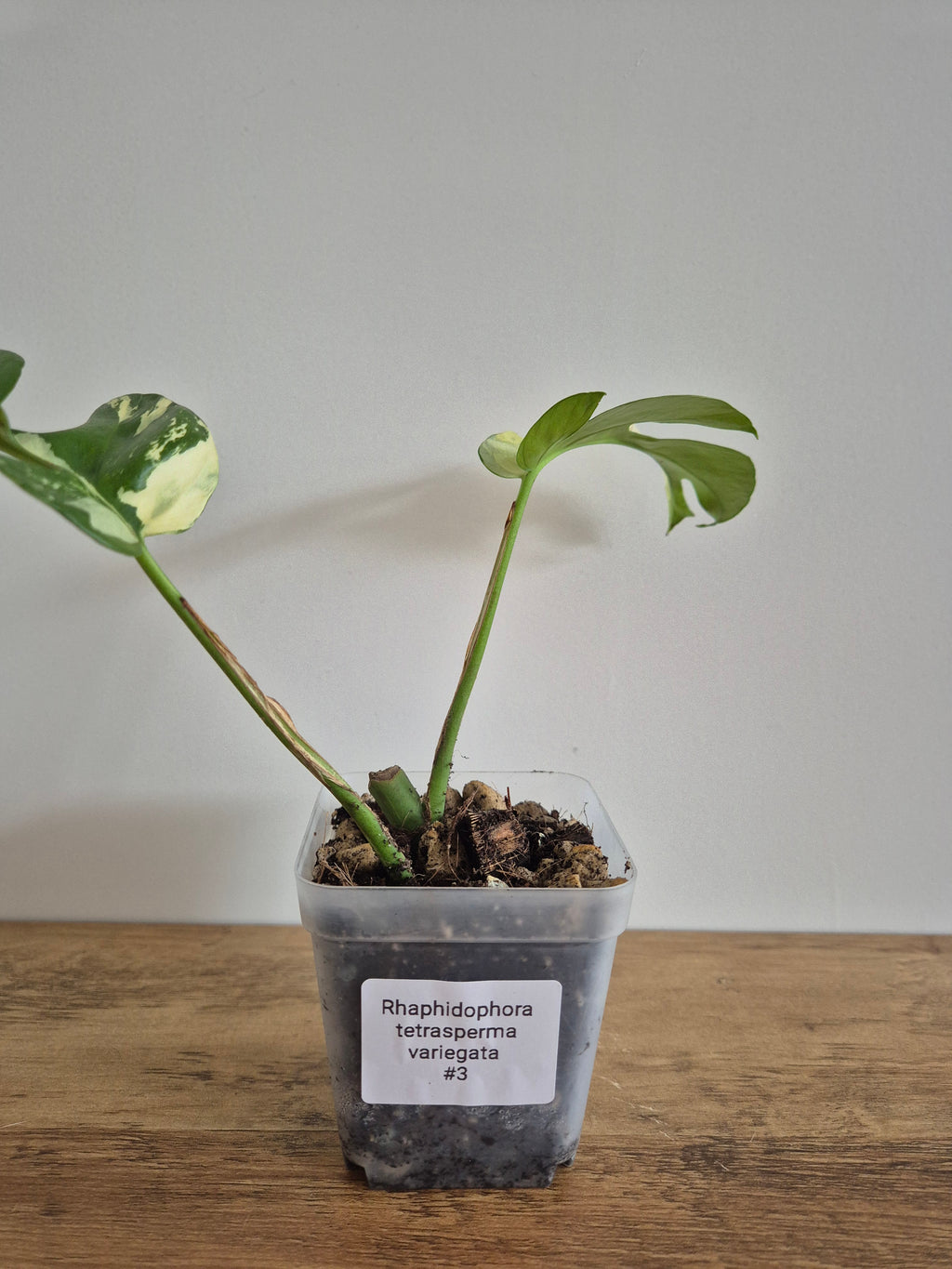 Monstera Minima Variegated #3 (Rhaphidophora Tetrasperma variegated)