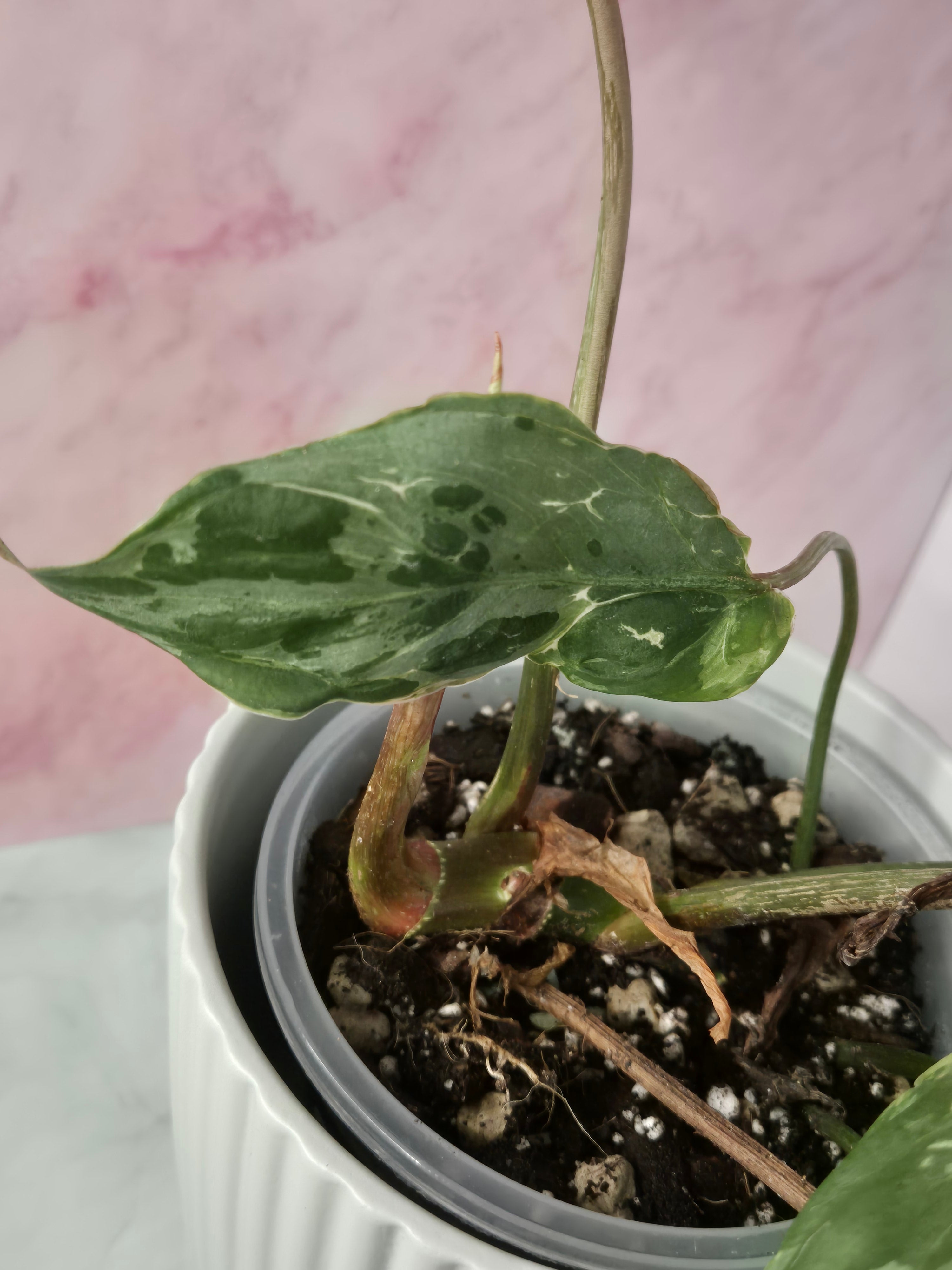 Philodendron Gloriosum Snow Leopard #1