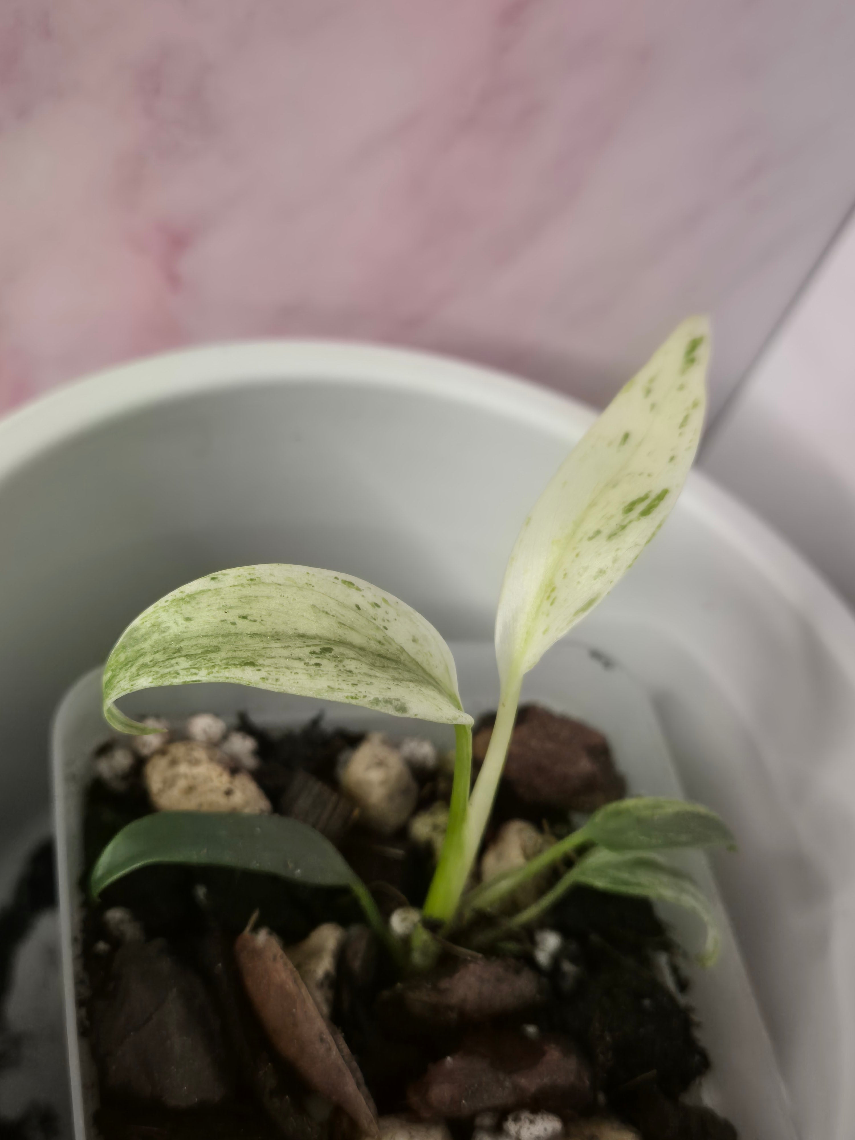 Rhaphidophora Puberula Variegata #21