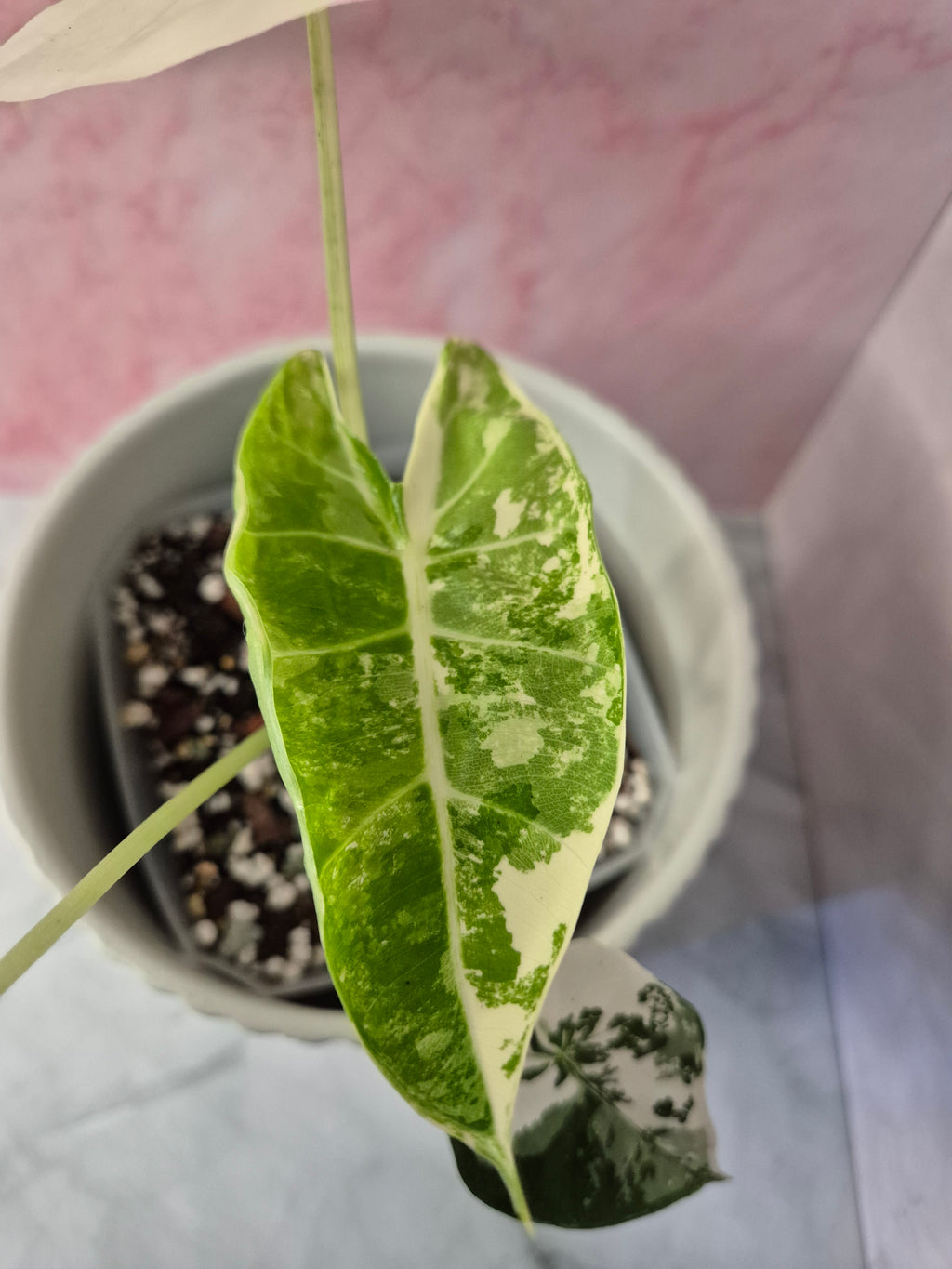 Alocasia Micholitziana Frydek Variegated #6