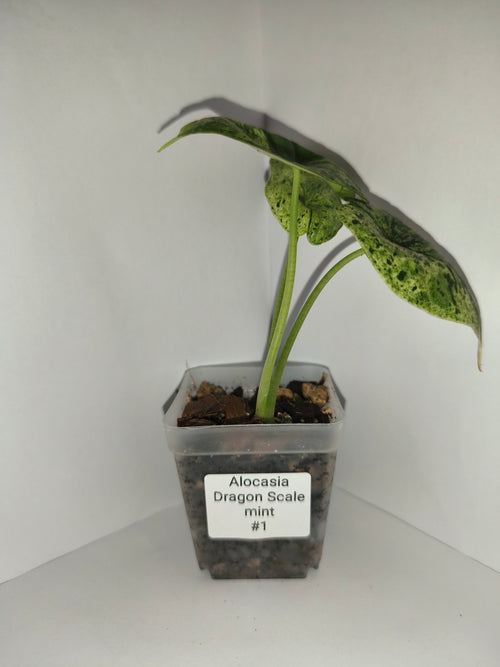 Alocasia Dragon Scale mint #1