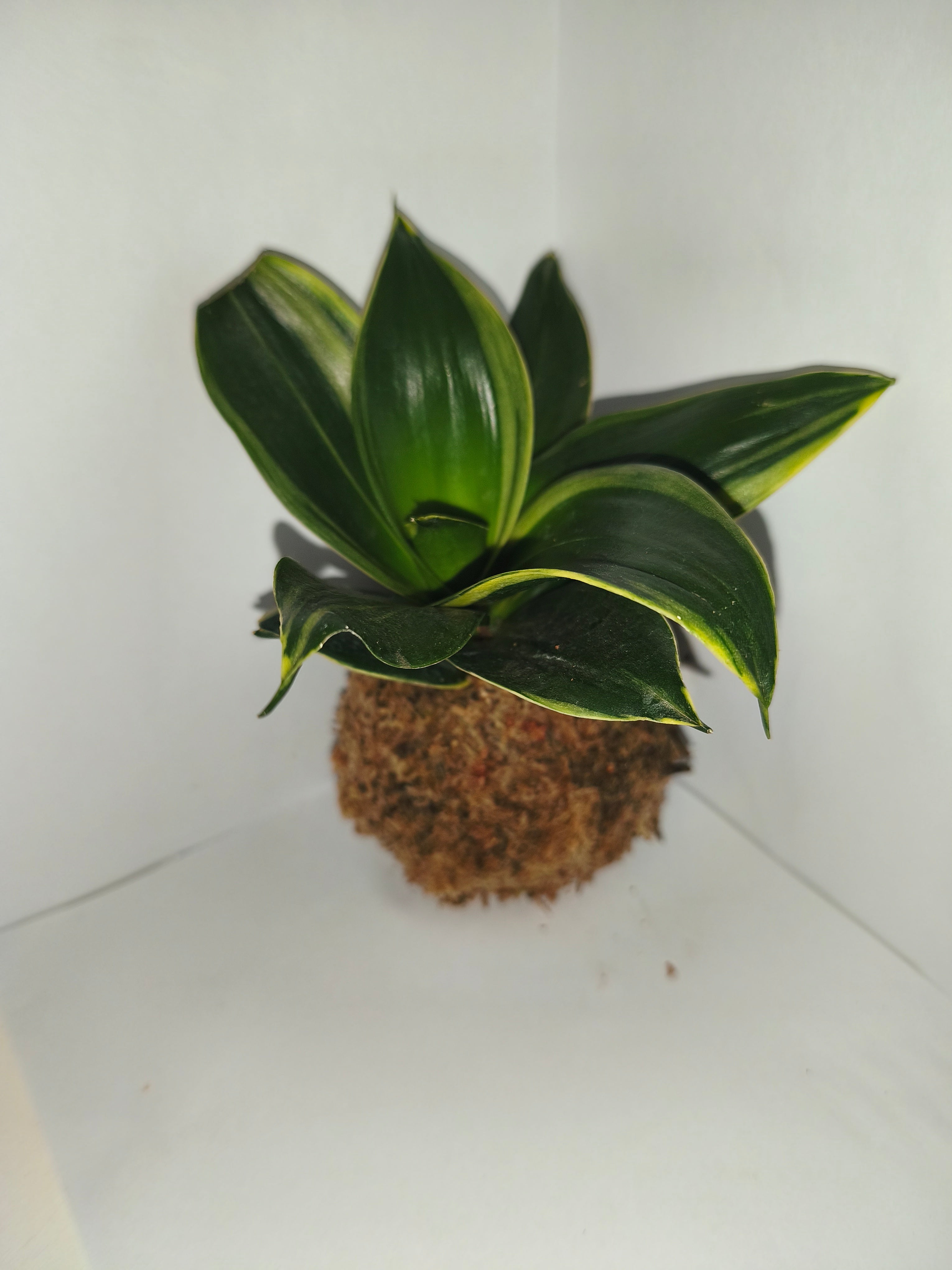 Kokedama #4