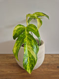 Epipremnum Pinnatum Cintho Goldfinger #5
