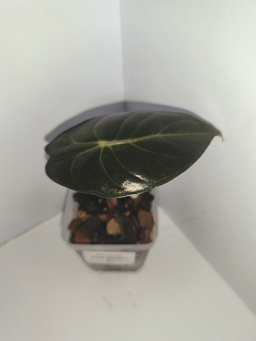 Alocasia Pink Dragon #6