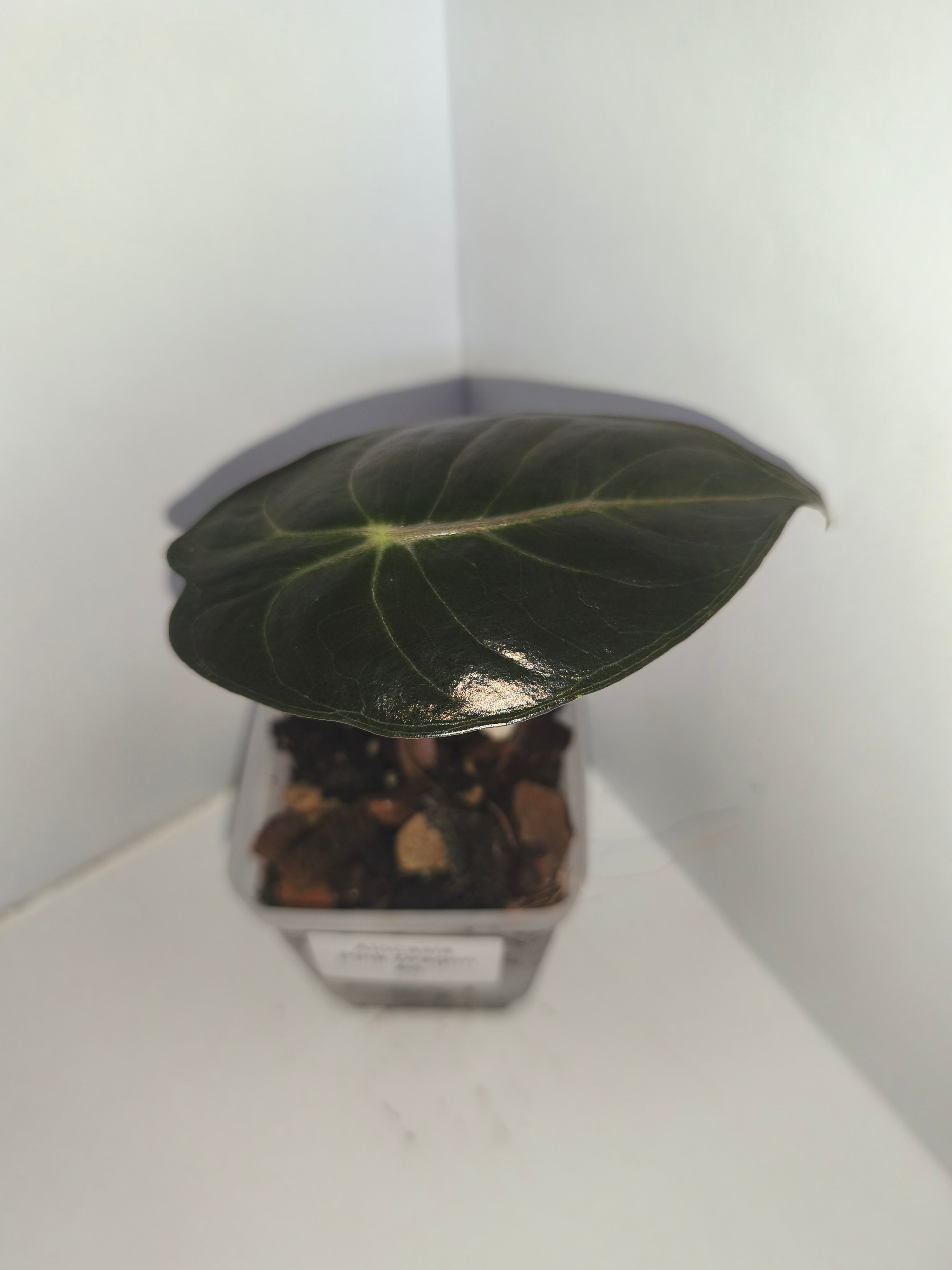 Alocasia Pink Dragon #6