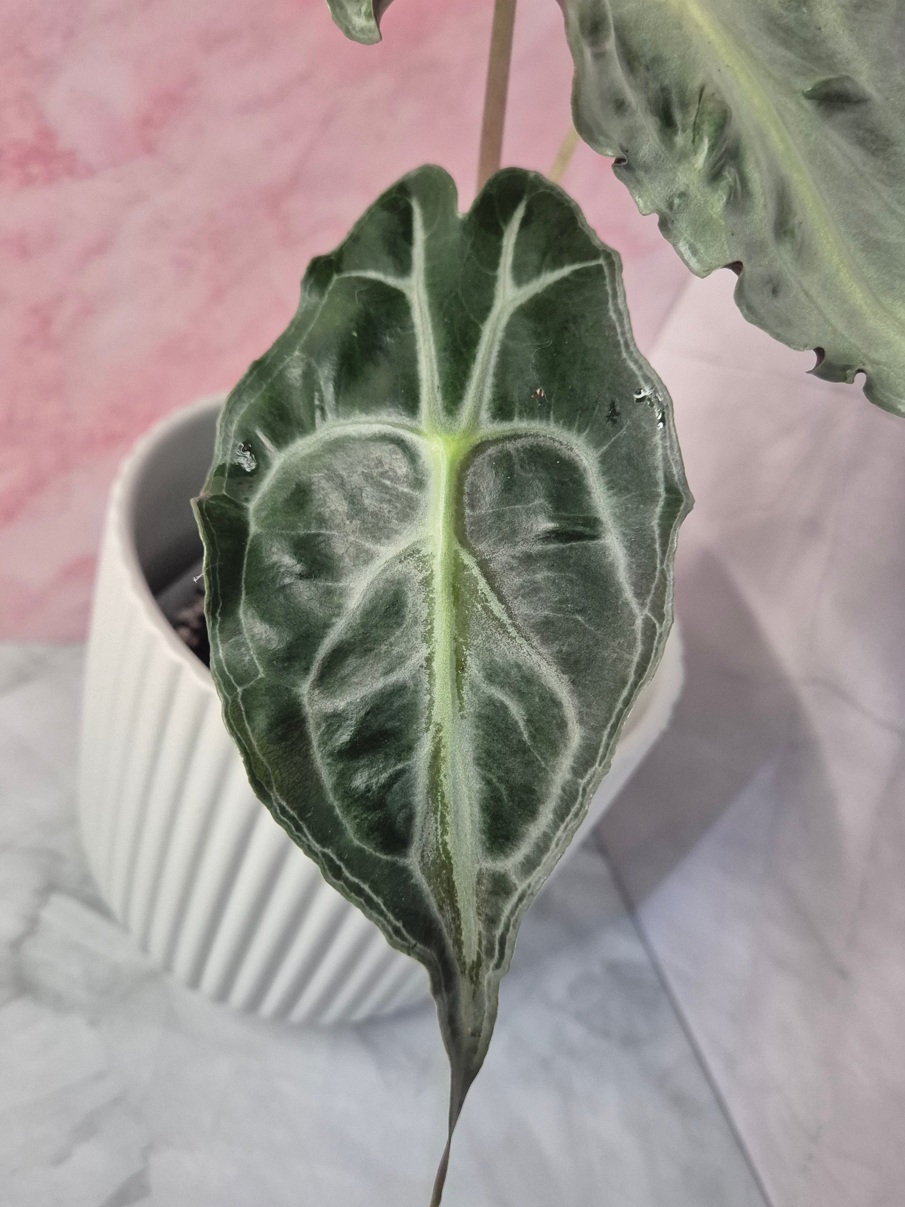 Alocasia Venom #2