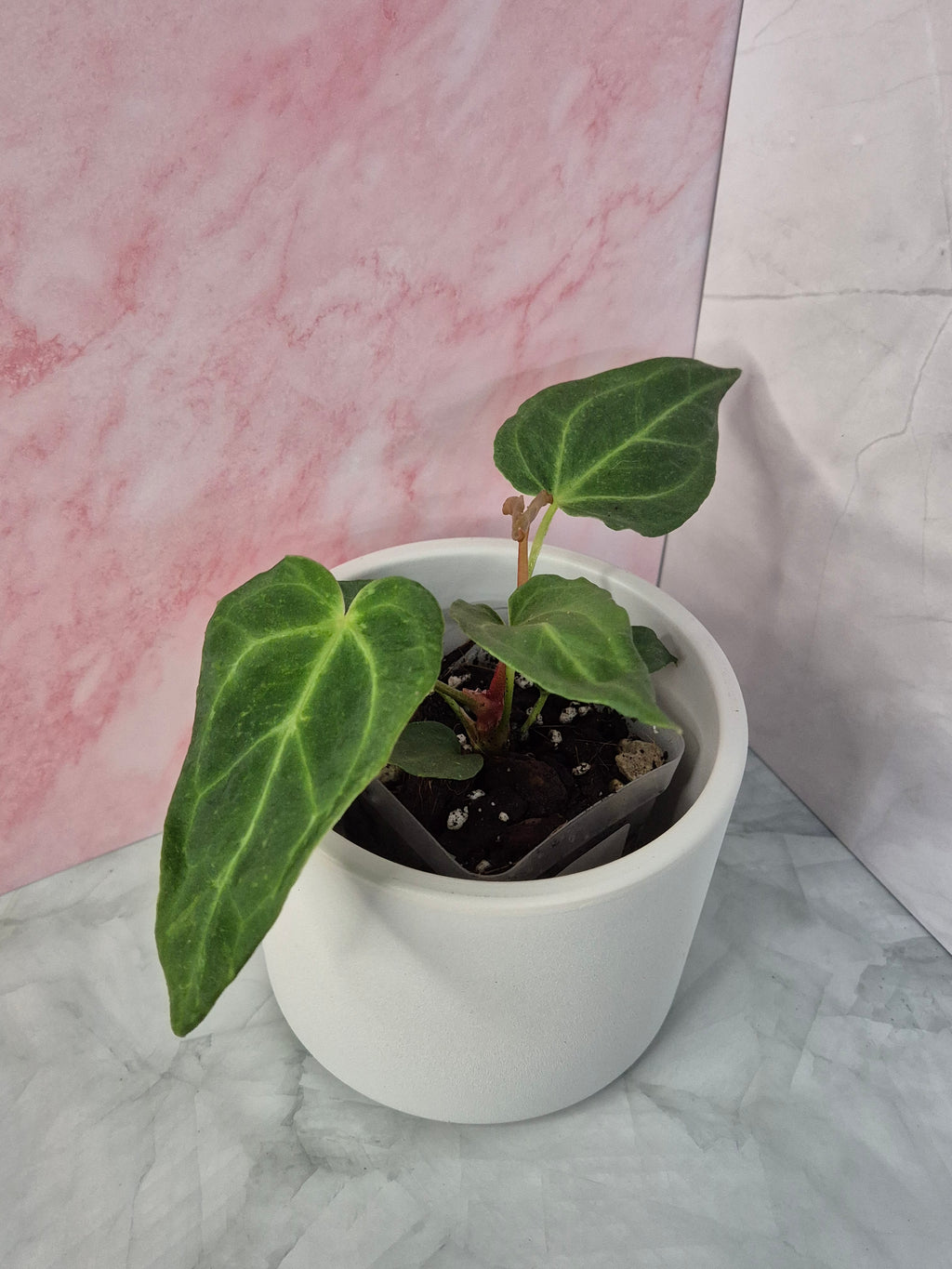Anthurium Magnificum #4