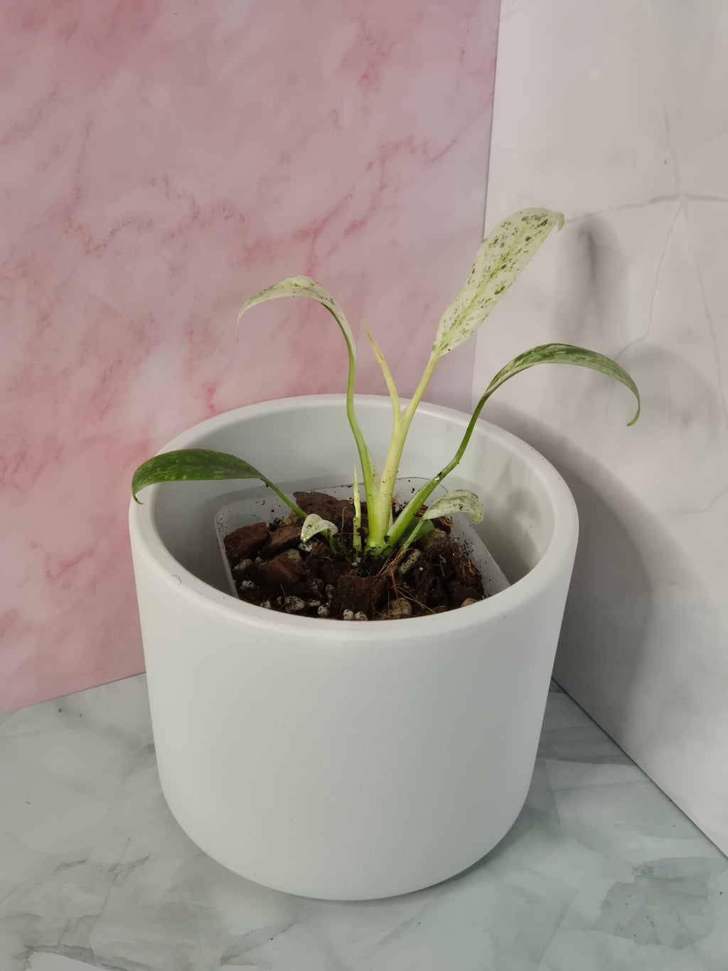 Rhaphidophora Puberula Variegata #16