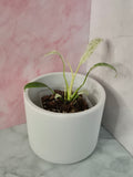 Rhaphidophora Puberula Variegata #16