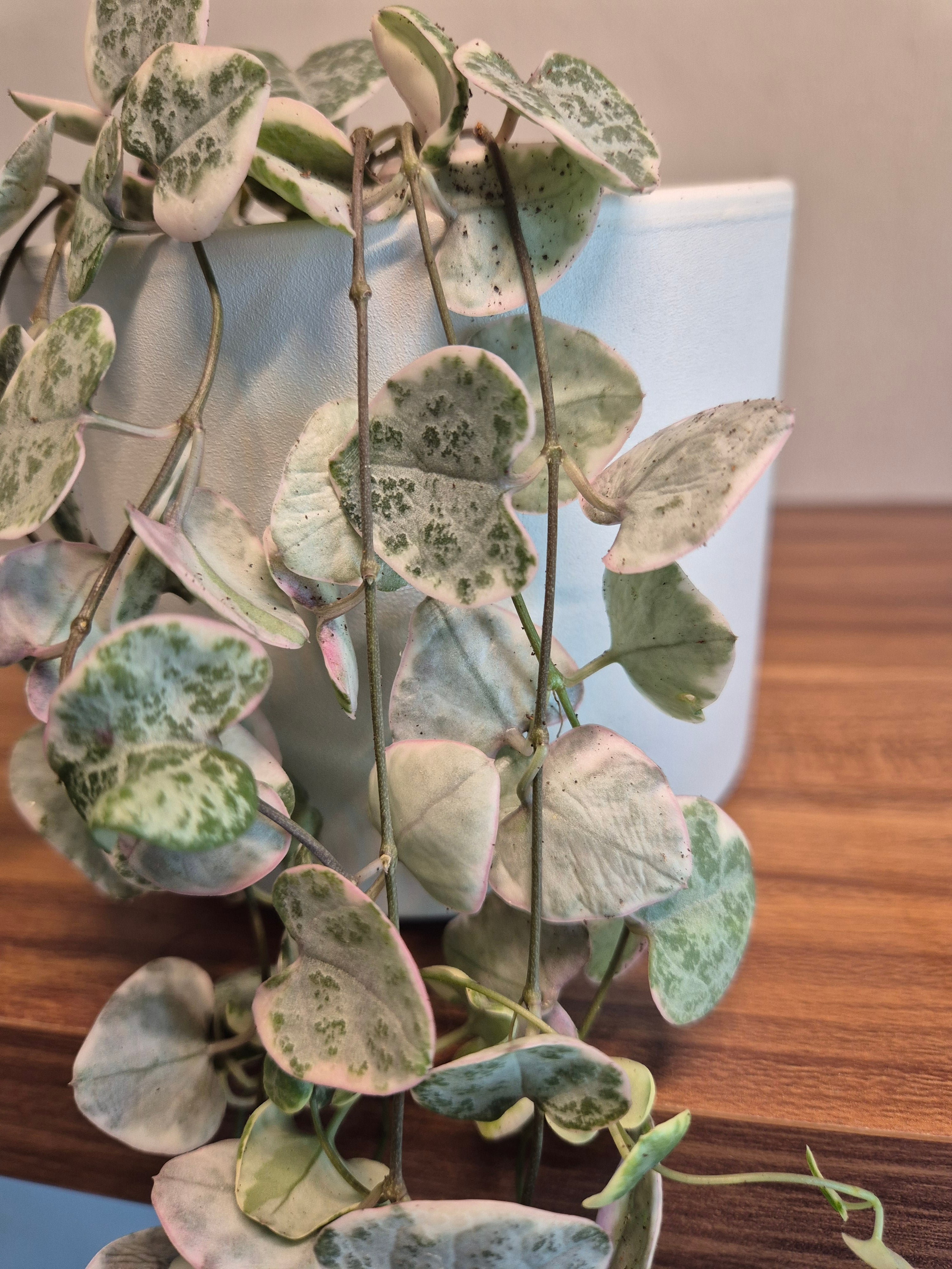 Ceropegia Woodii Variegata #1