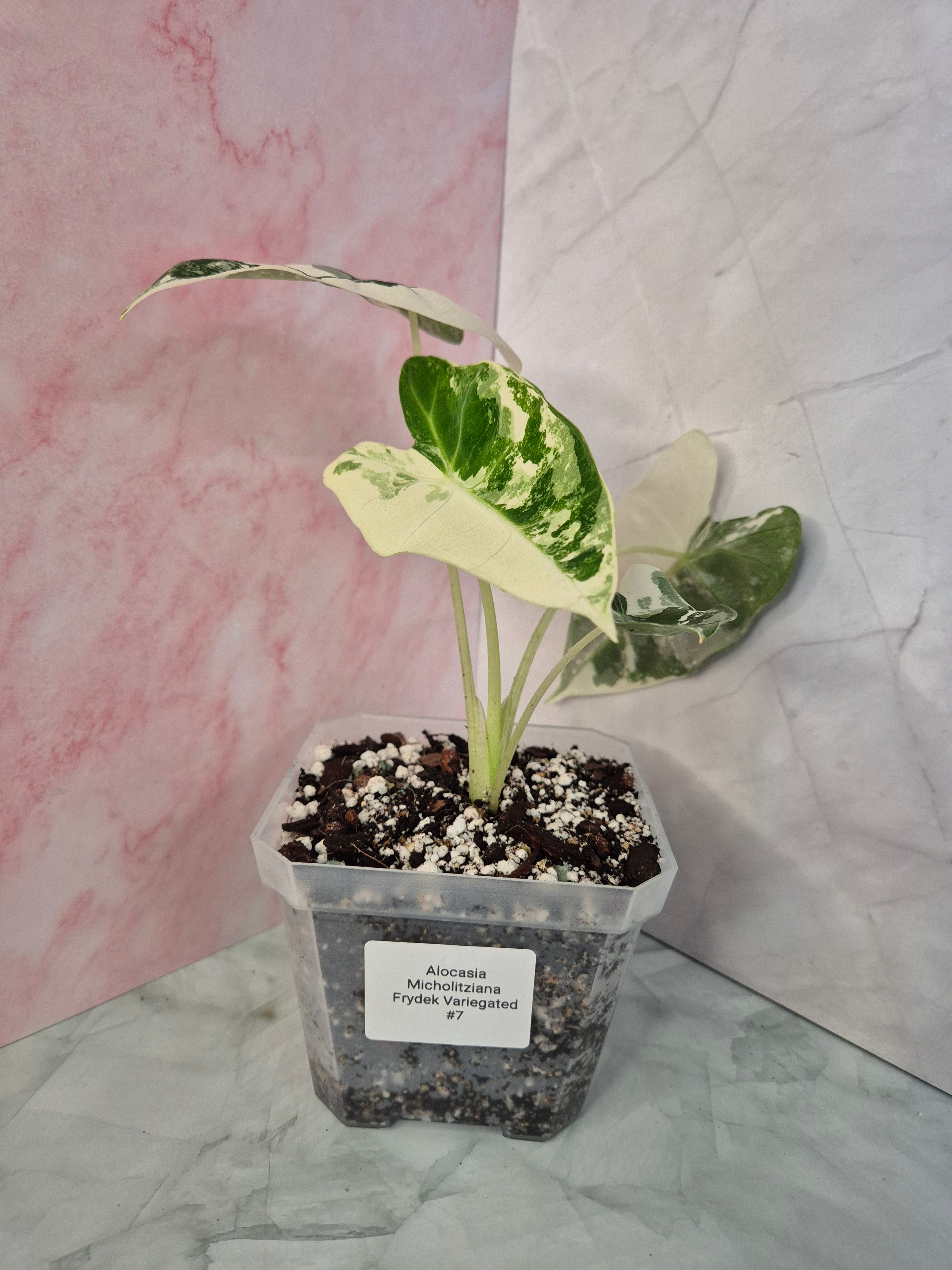Alocasia Micholitziana Frydek Variegated #7