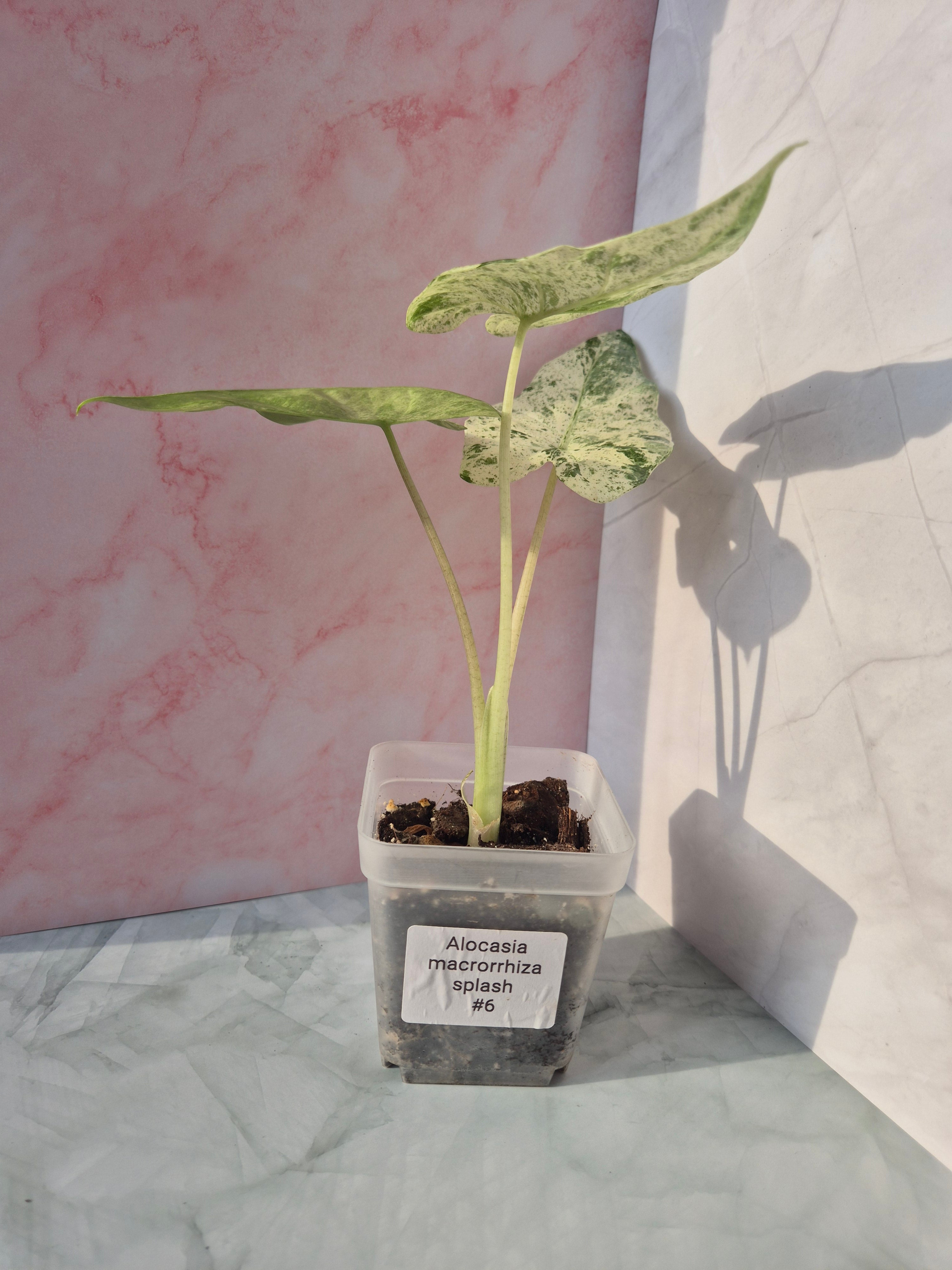 Alocasia Macrorrhiza splash #6