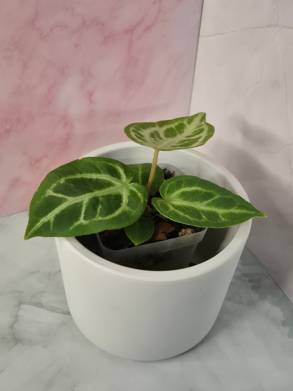 Anthurium Crystallinum #5