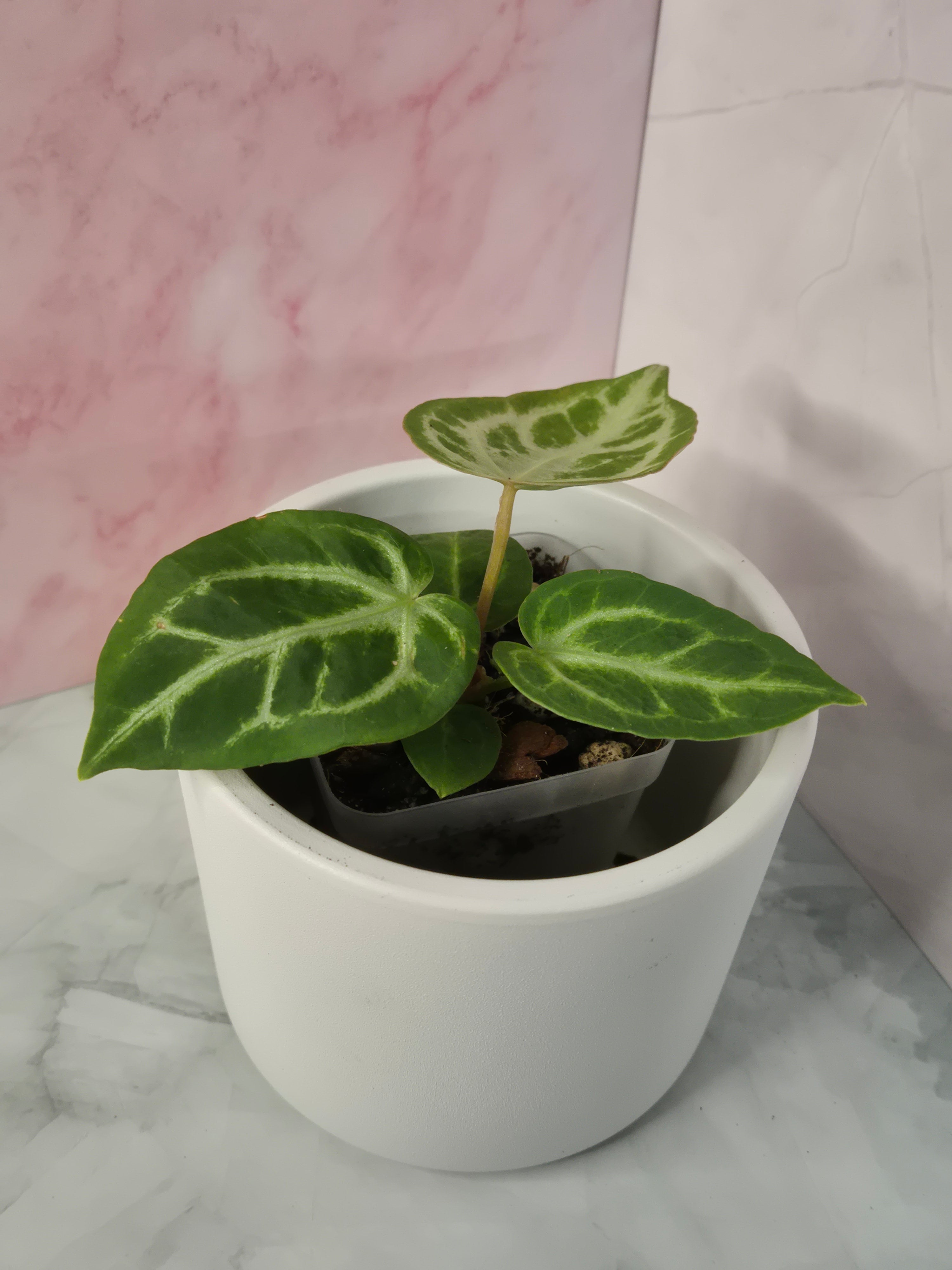 Anthurium Crystallinum #5