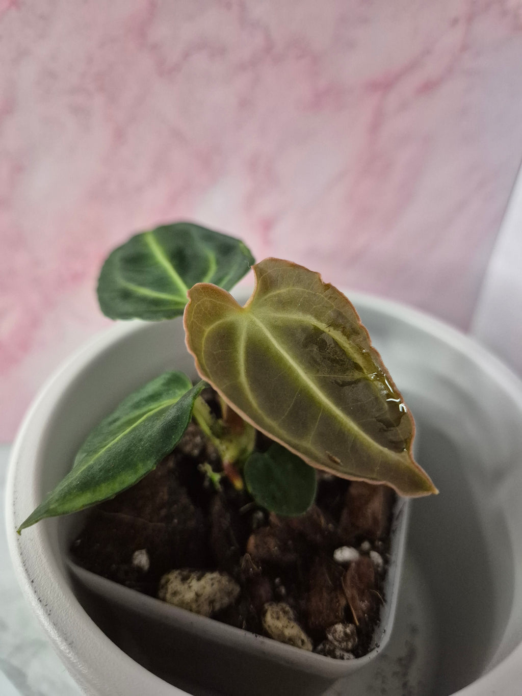Anthurium Regale #3