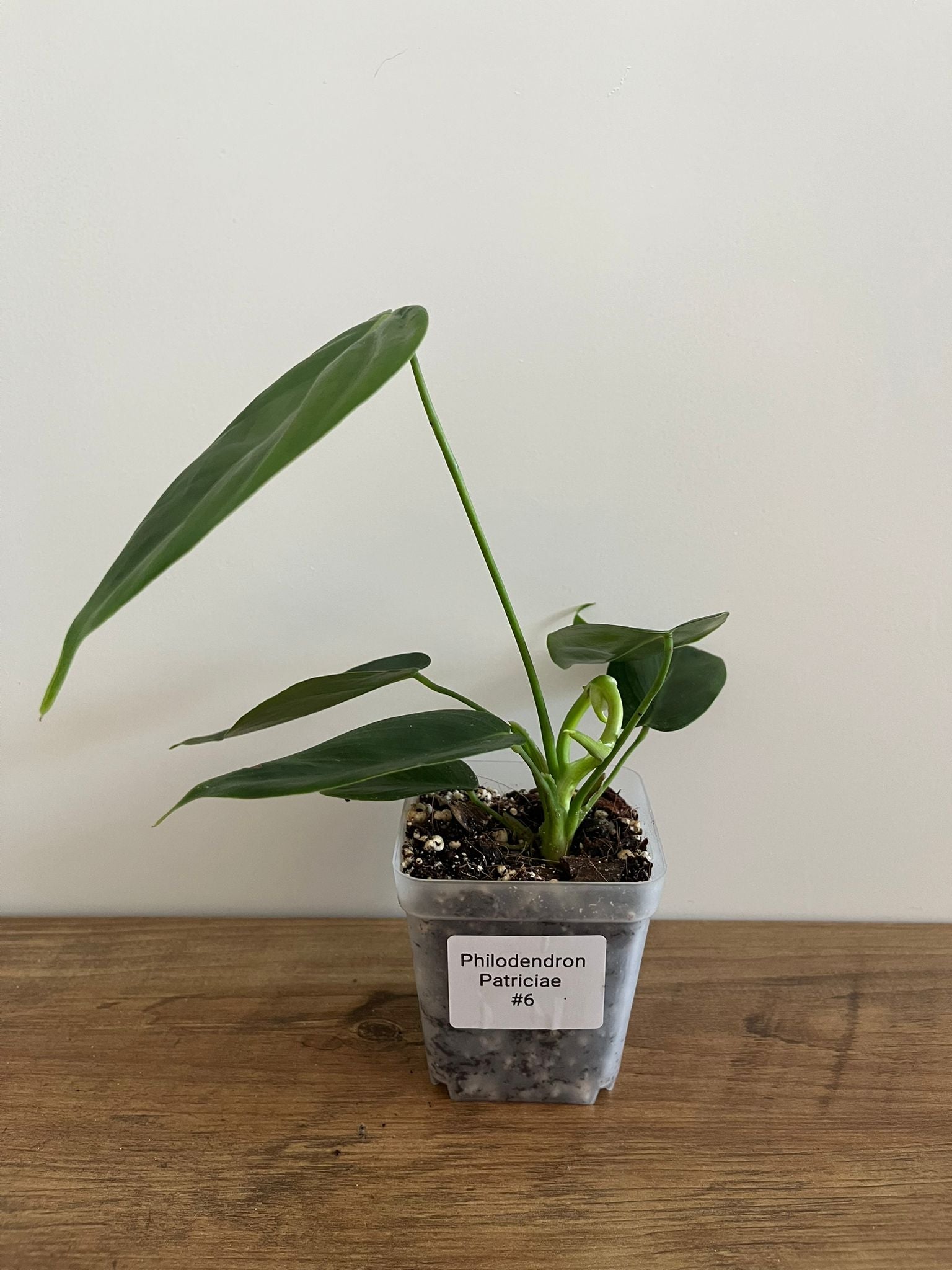 Philodendron Patriciae #6