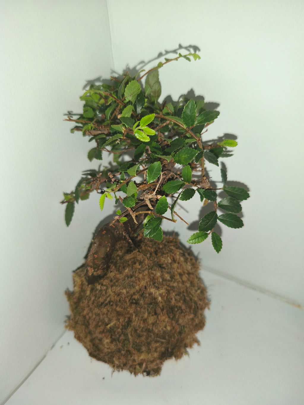 Kokedama #8