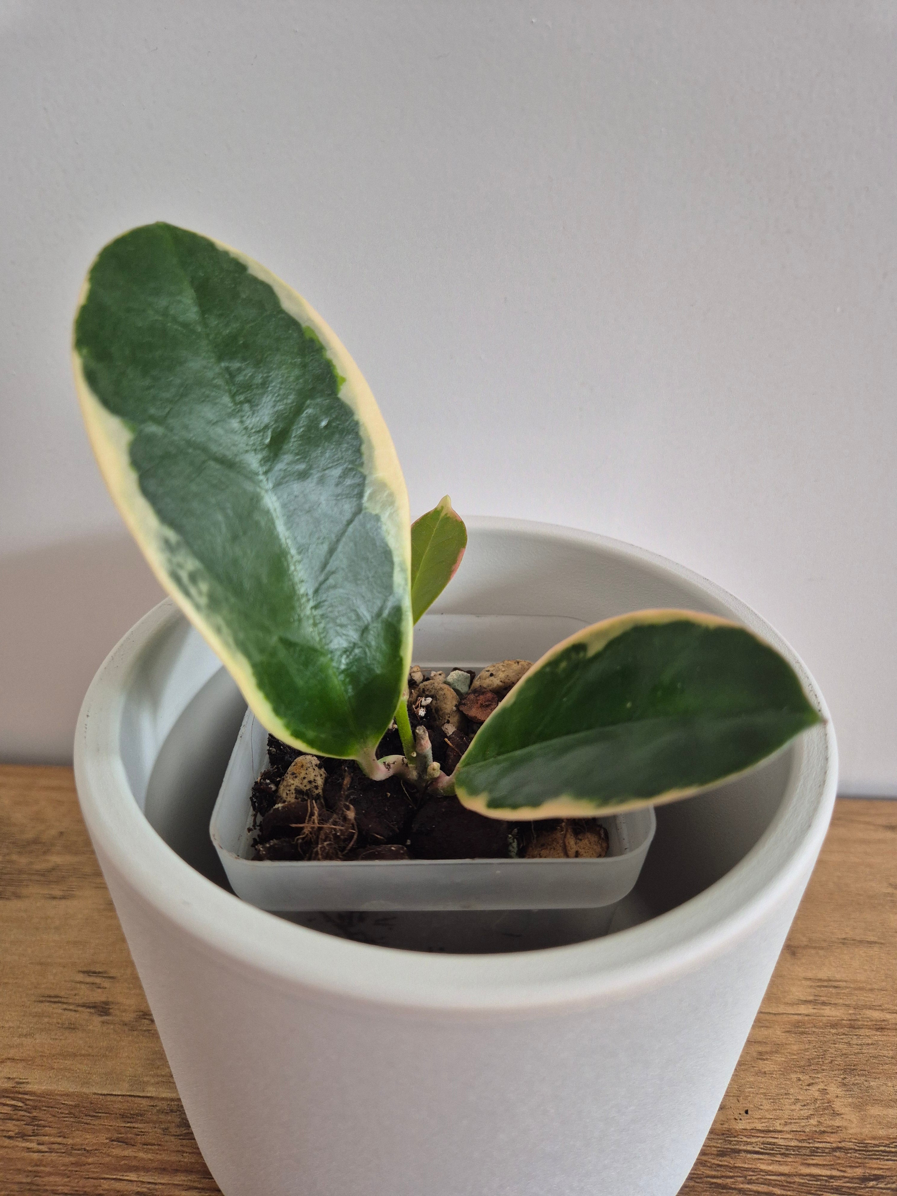 Hoya Australis Variegated #4