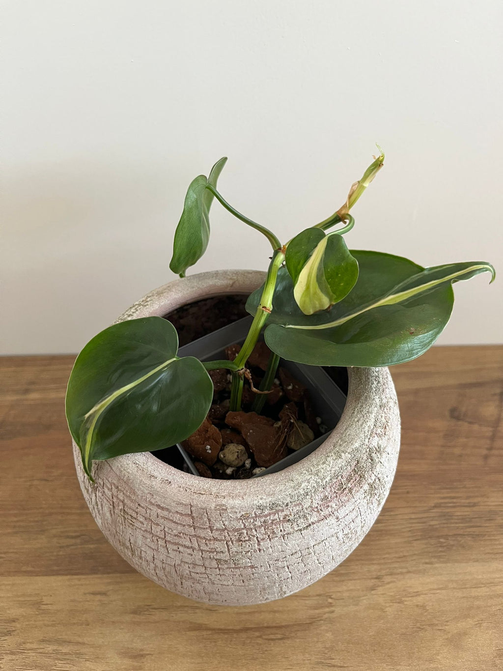 Philodendron Brasil Silver Stripe #1