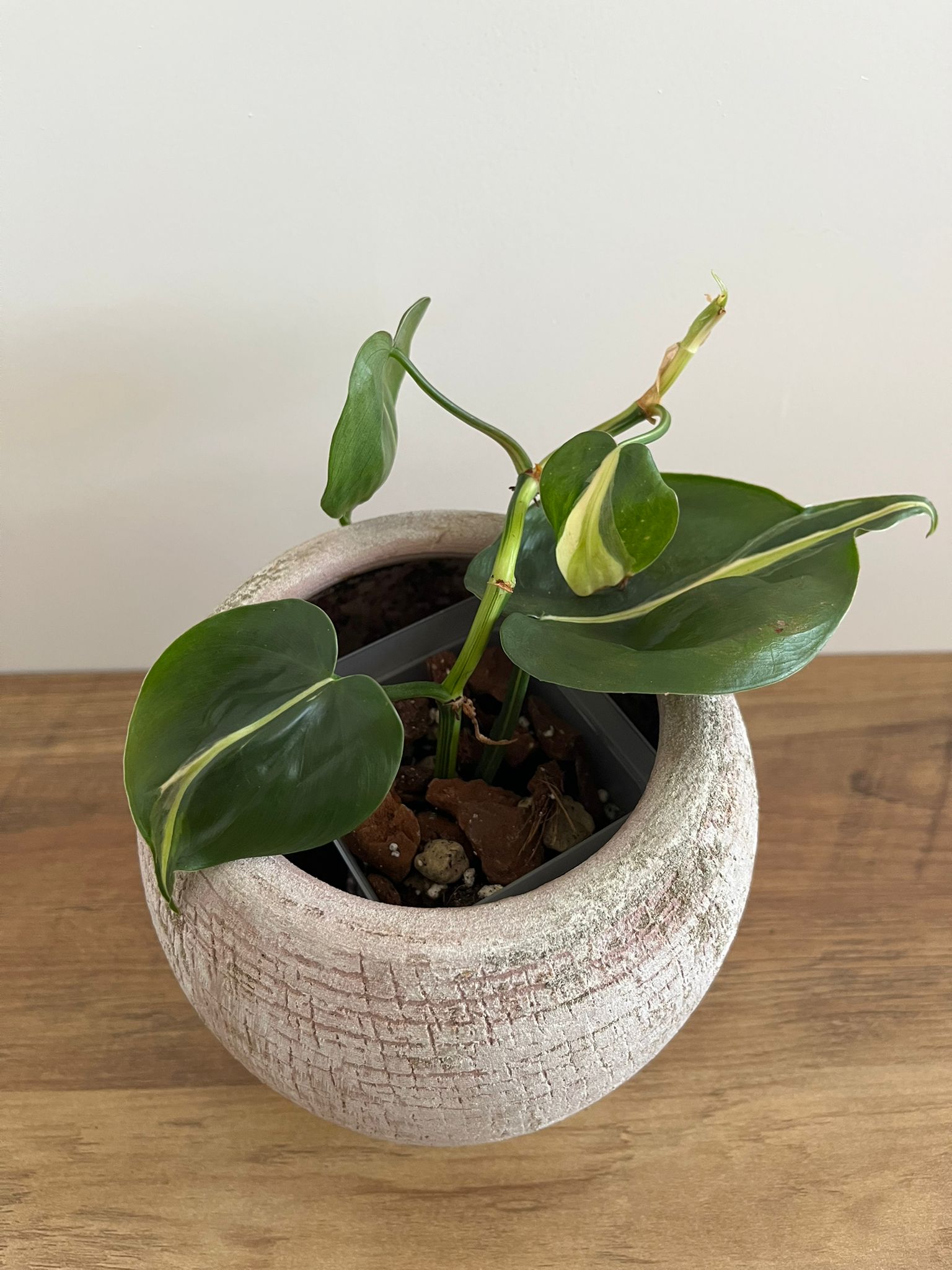 Philodendron Brasil Silver Stripe #1