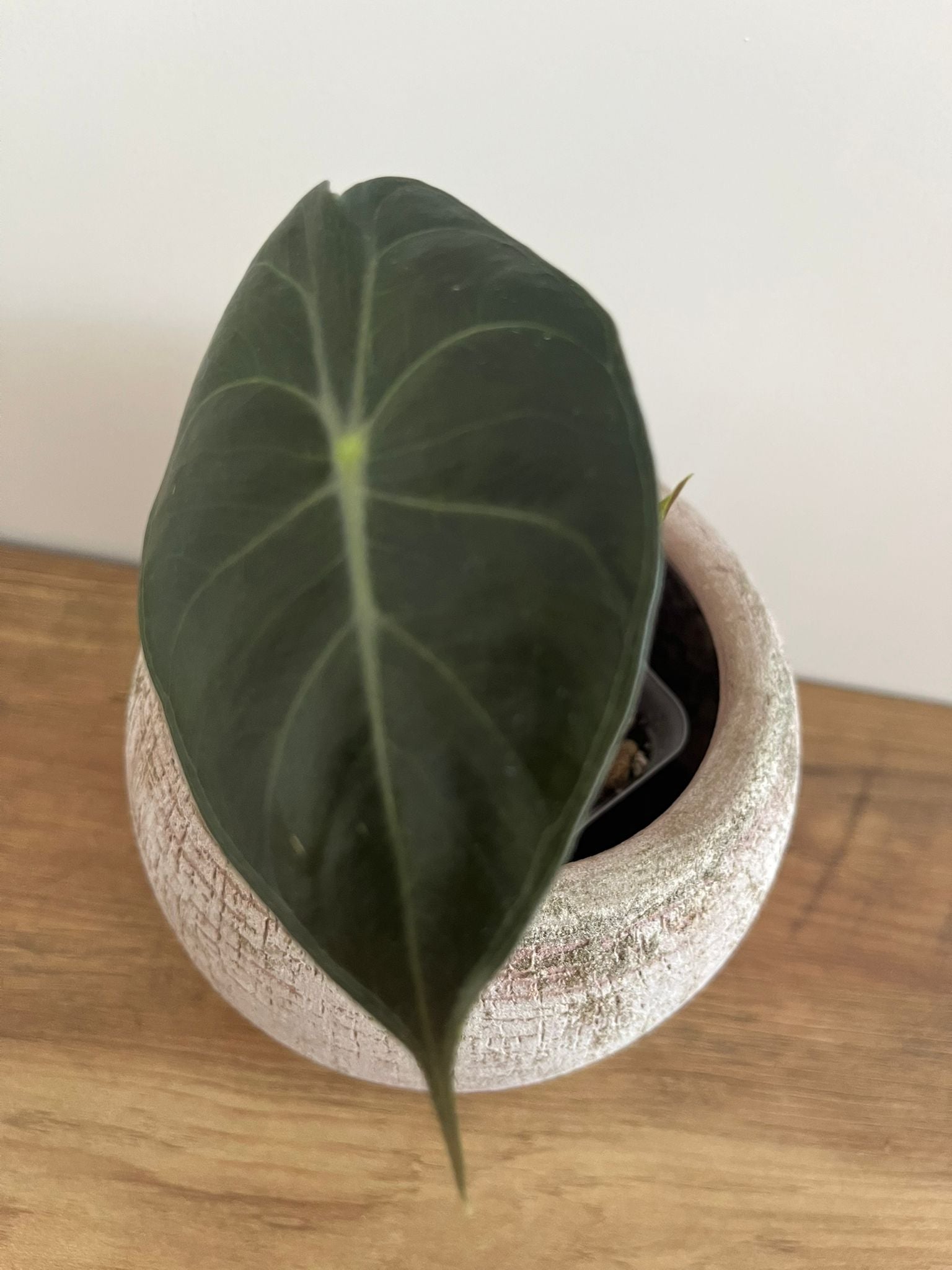 Alocasia Pink Dragon #3