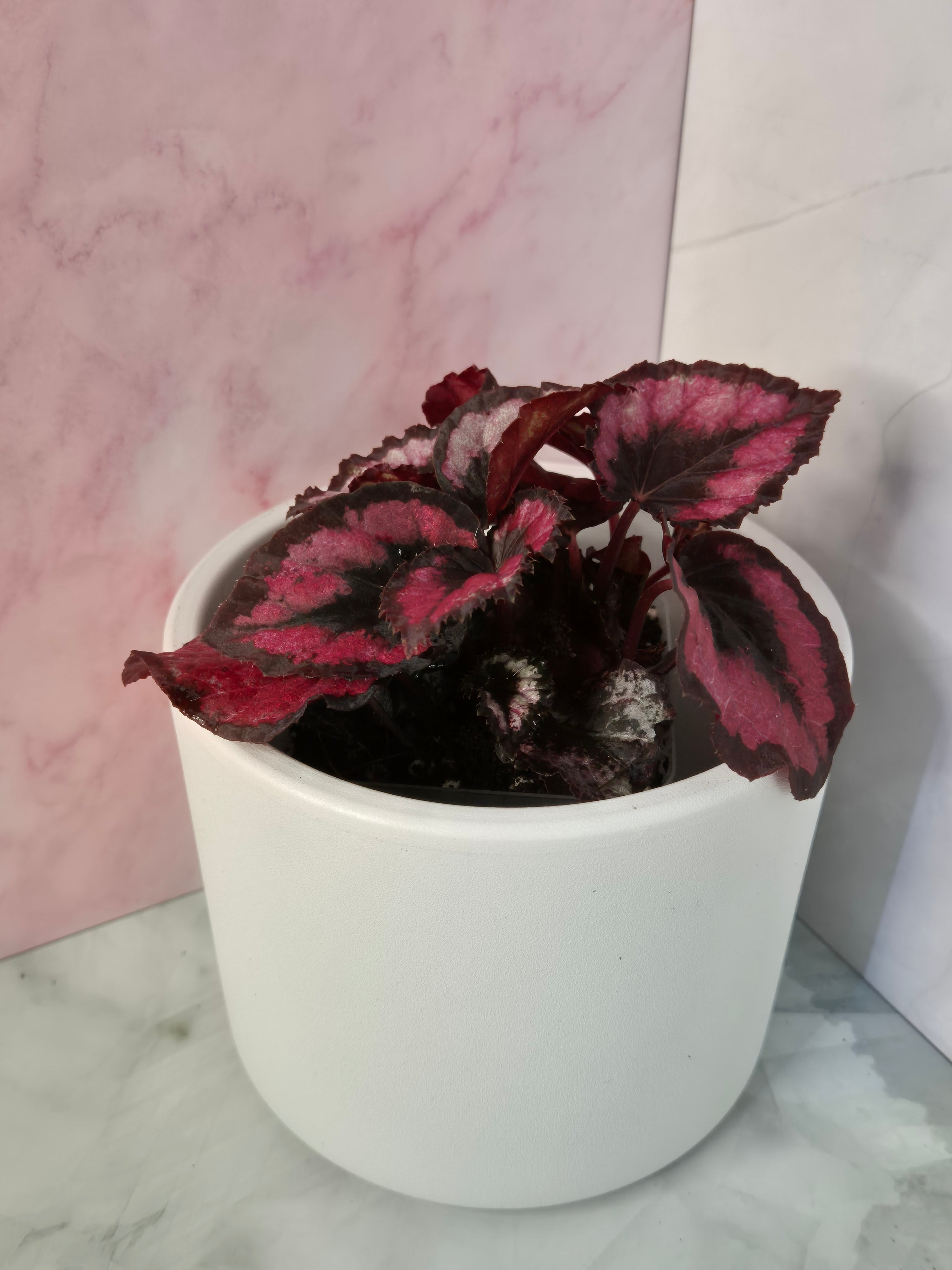 Begonia Red Heart #6