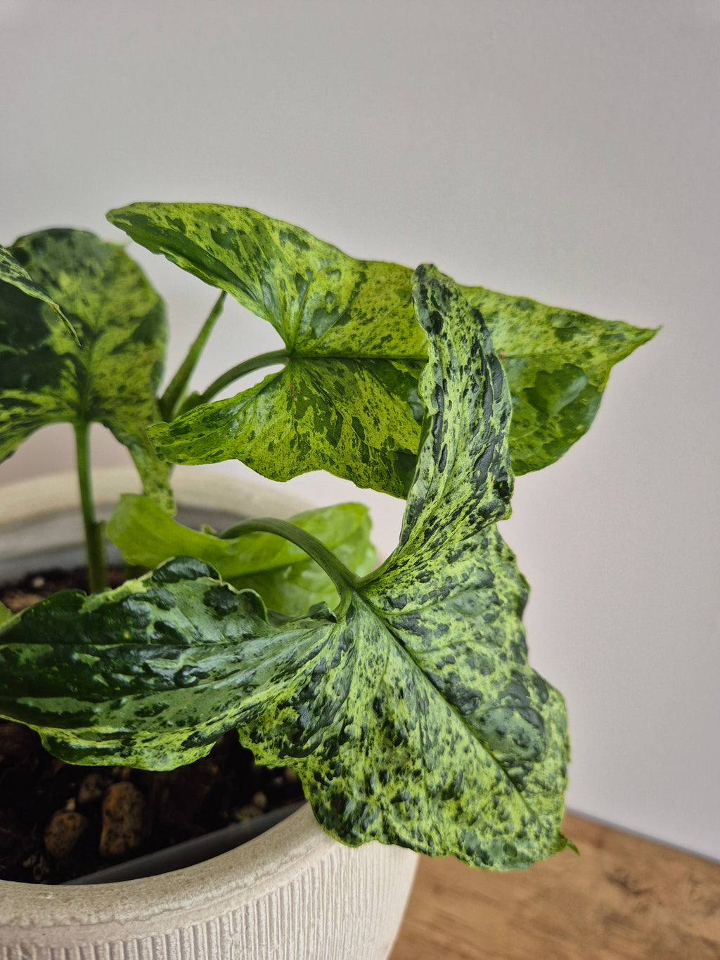 Syngonium Mottled #2