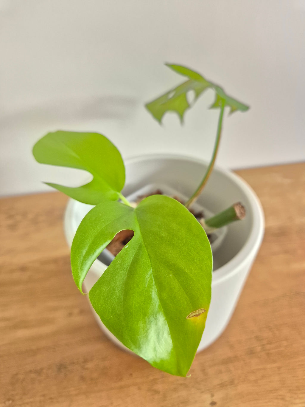 Monstera Minima #4 (Rhaphidophora Tetrasperma)