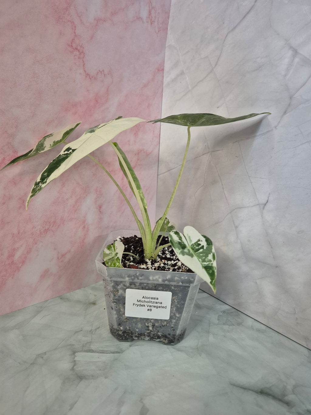 Alocasia Micholitziana Frydek Variegated #8