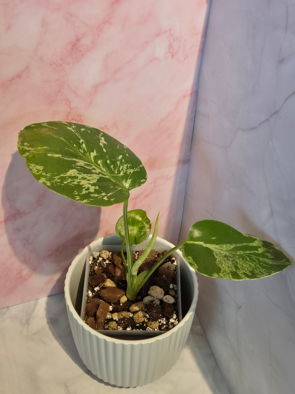 Monstera Deliciosa Bulbasaur #4