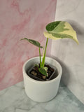 Monstera Thai Constellation #22