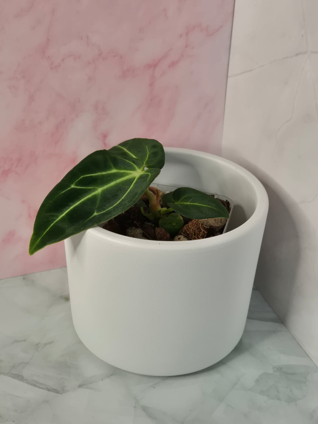 Anthurium Regale #11
