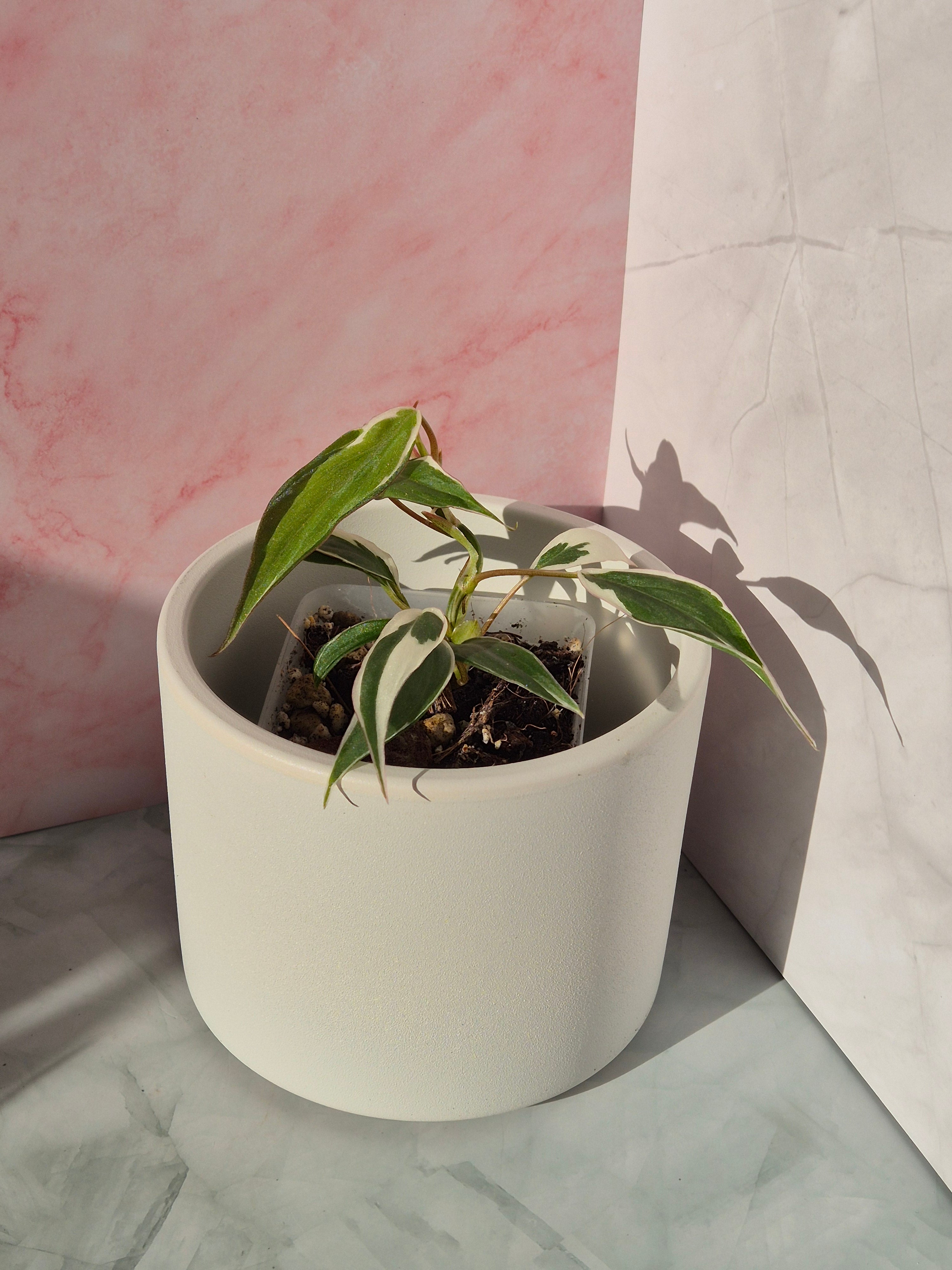 Philodendron Micans Variegated Albo #3